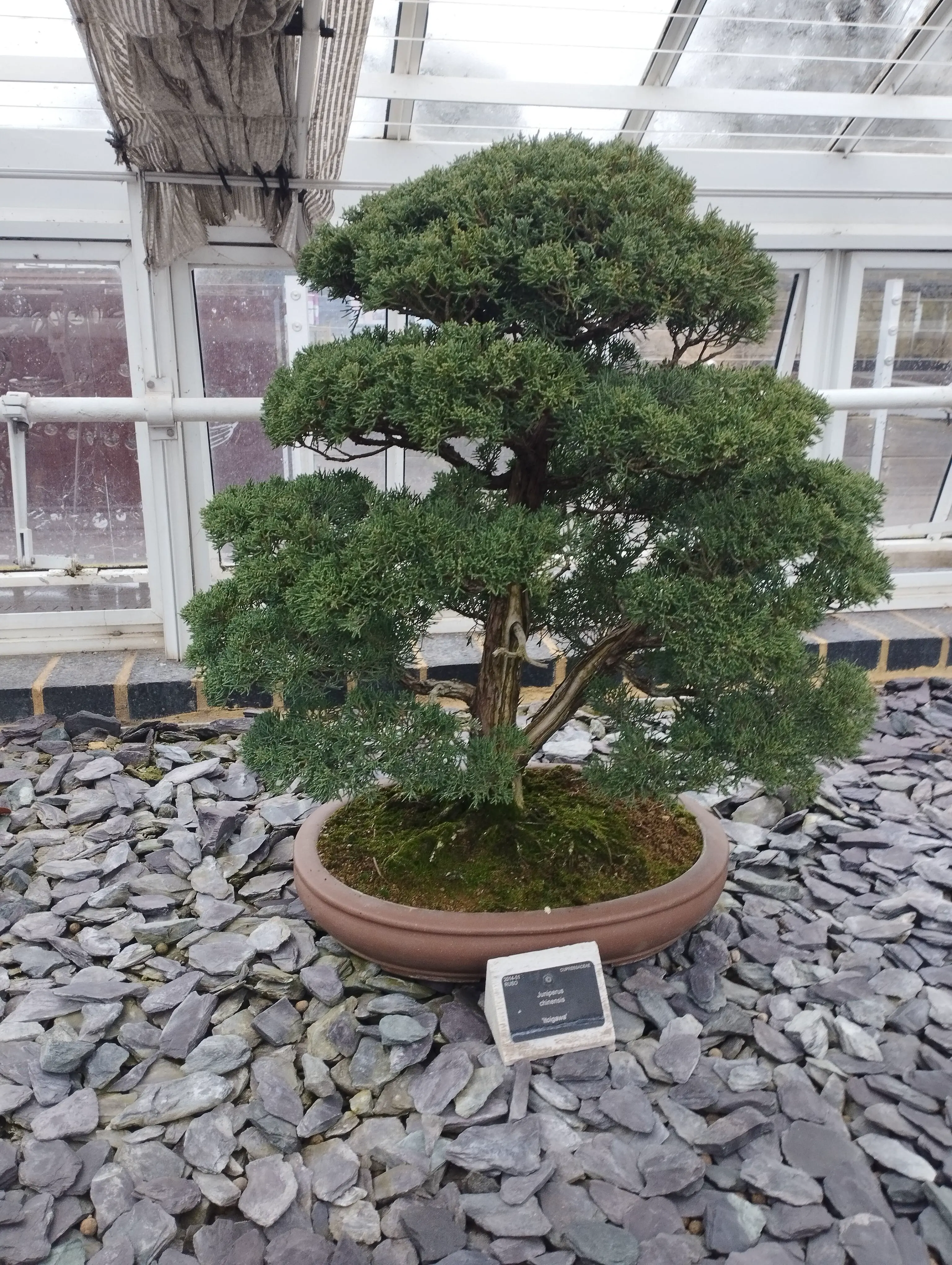 Bonsai tree on shales.