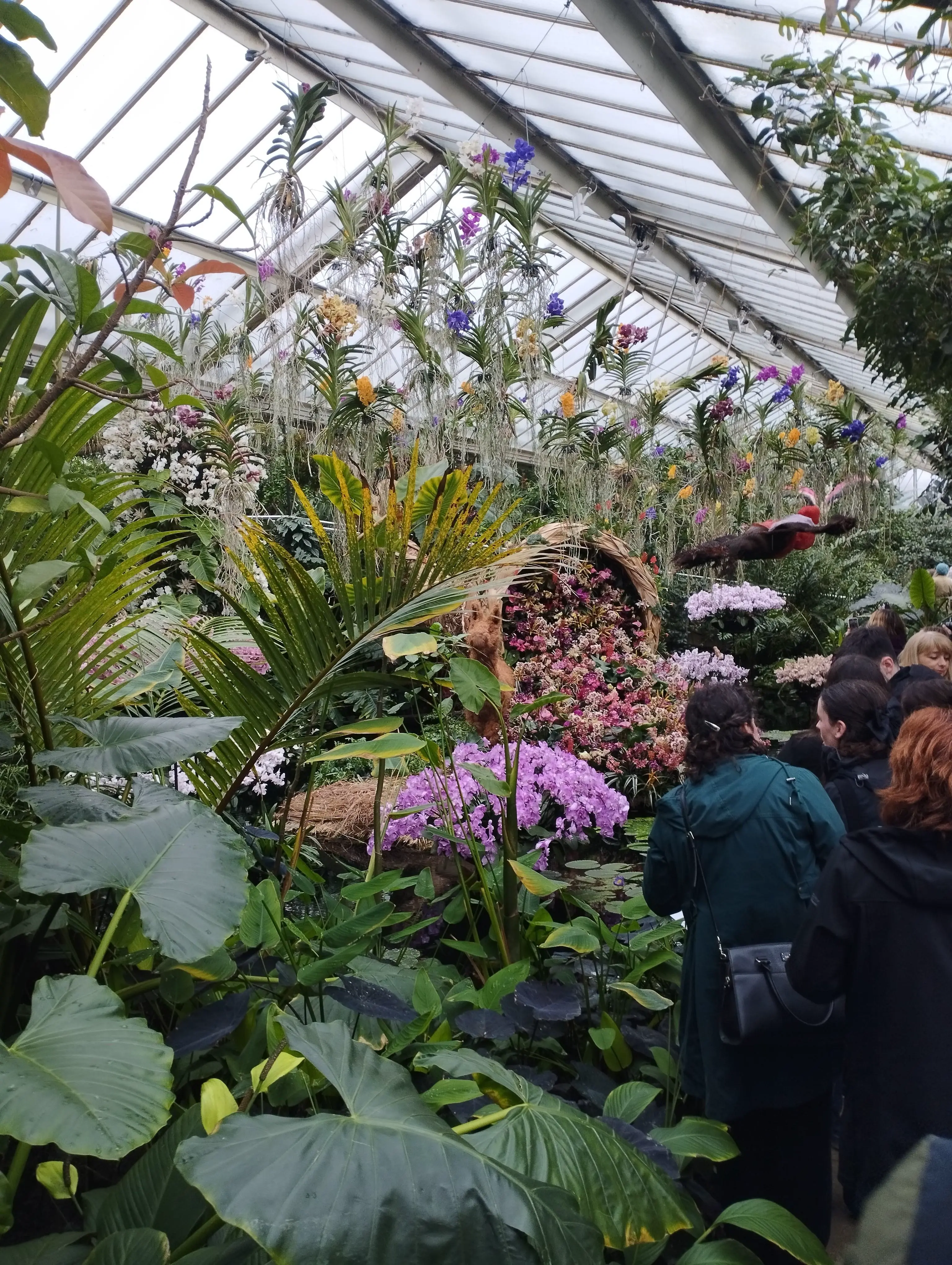 Greenhouse with orchids suspending from the ceiling. A cornucopia of orchids is spilling over.