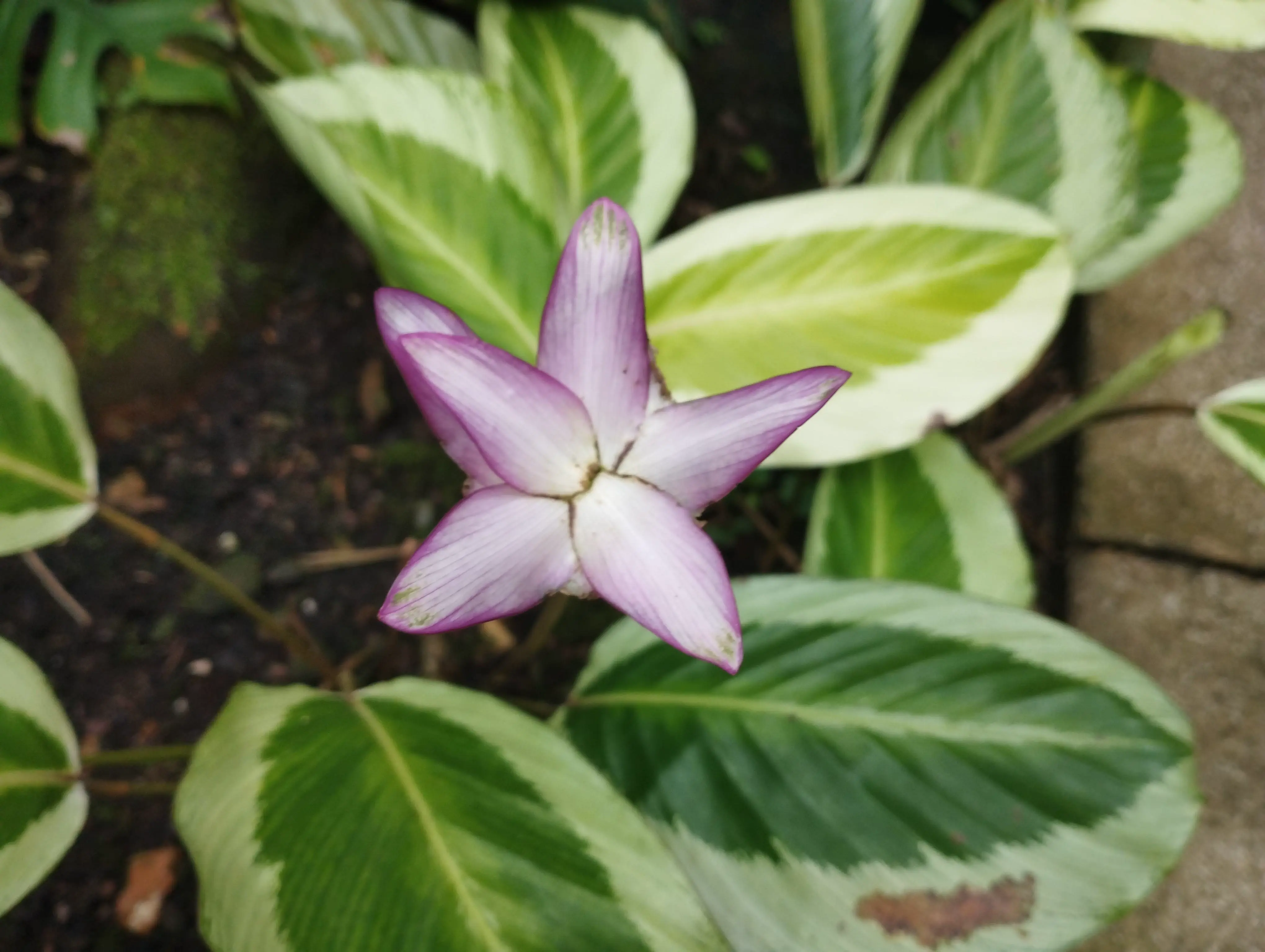 Orchid with five petals arranged in a star. The petals are white in the centre with a purple edge.