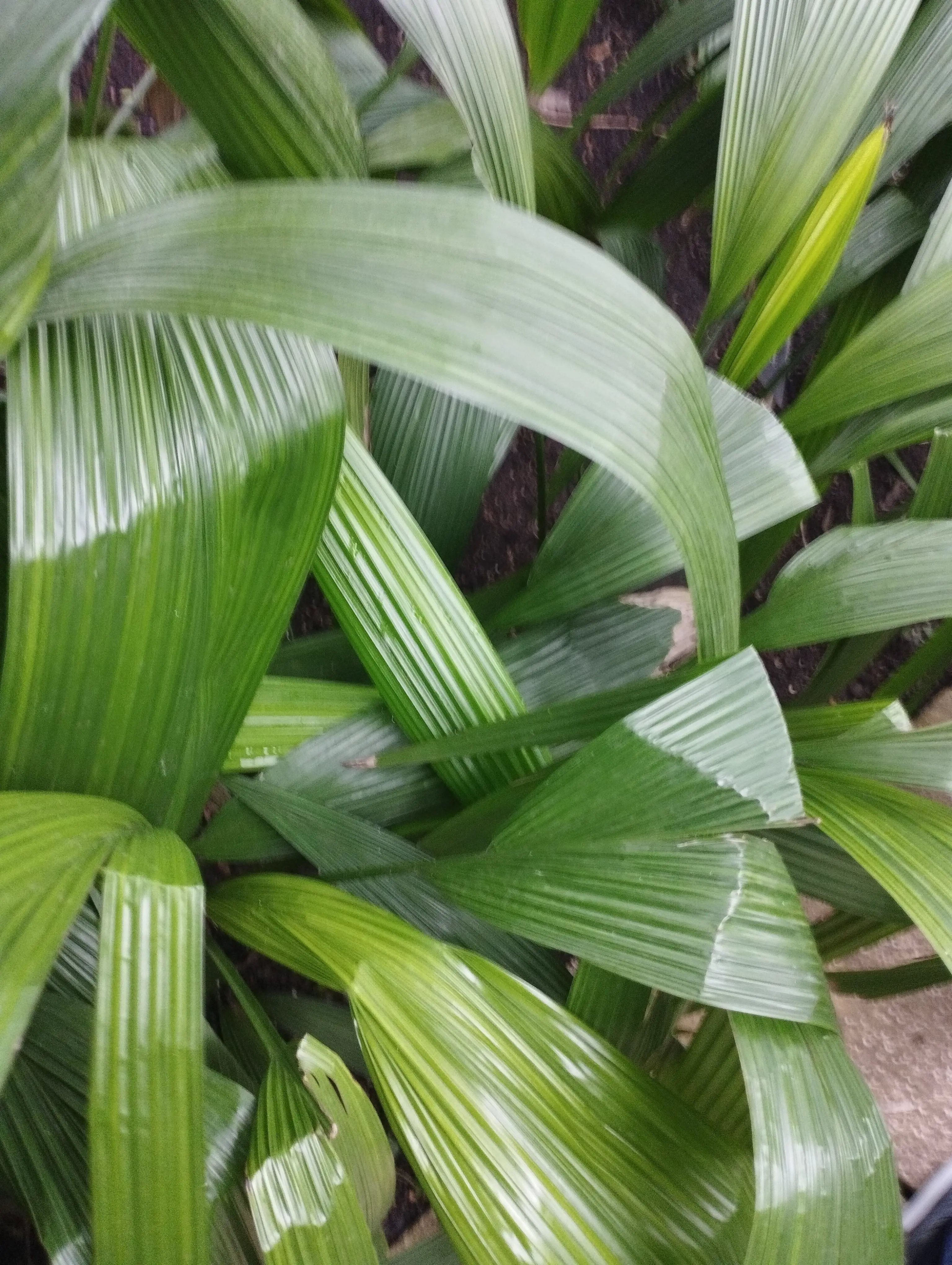 Corrugated leaves.