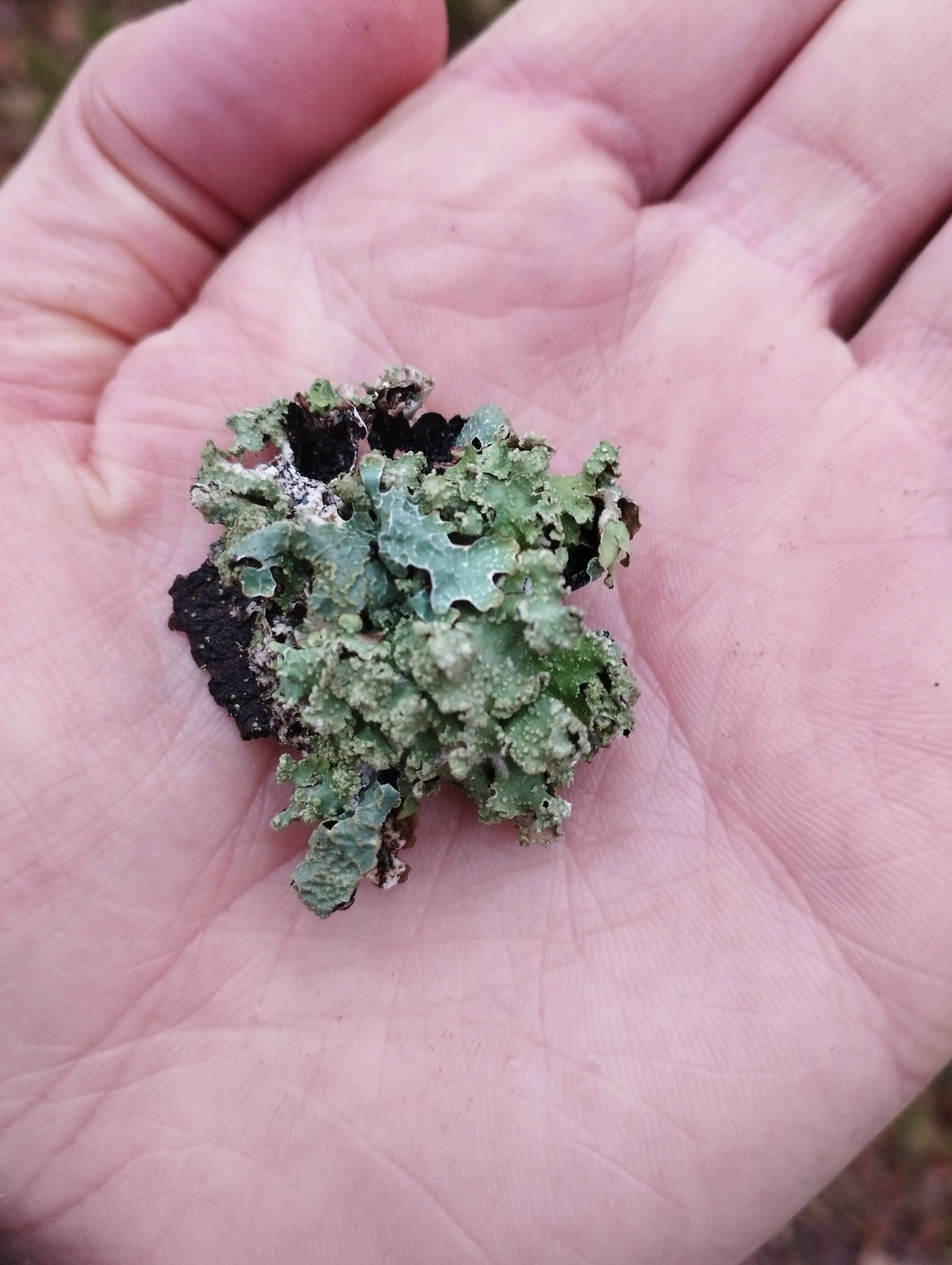 Clump of lichen on my hand.