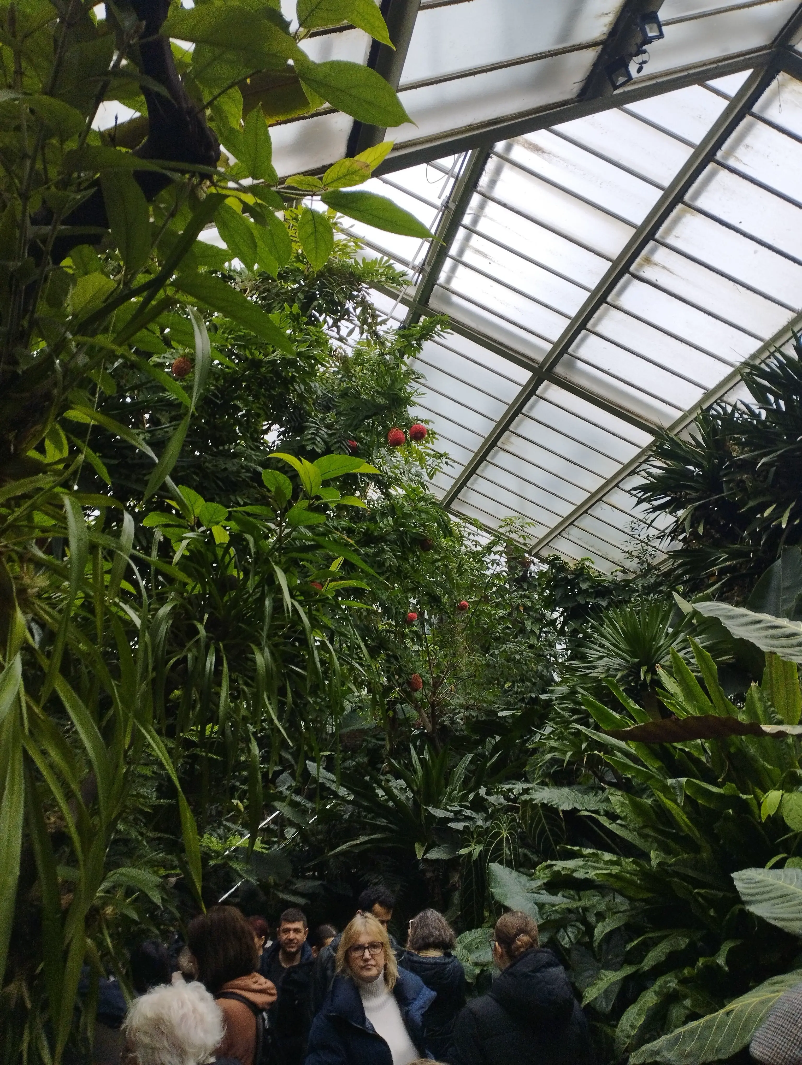 Greenhouse full of large greenery.