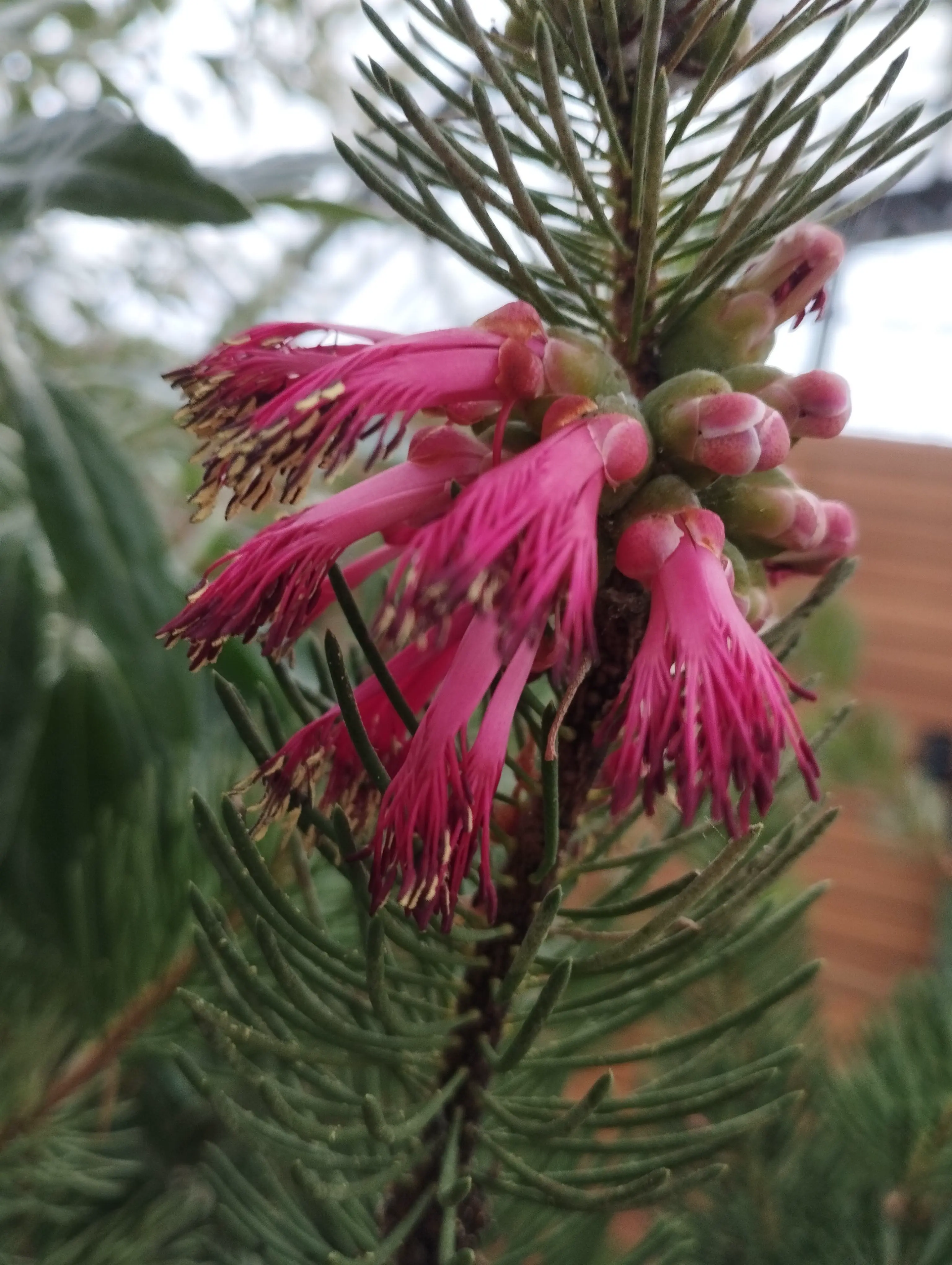 Pink, frondy flowers.