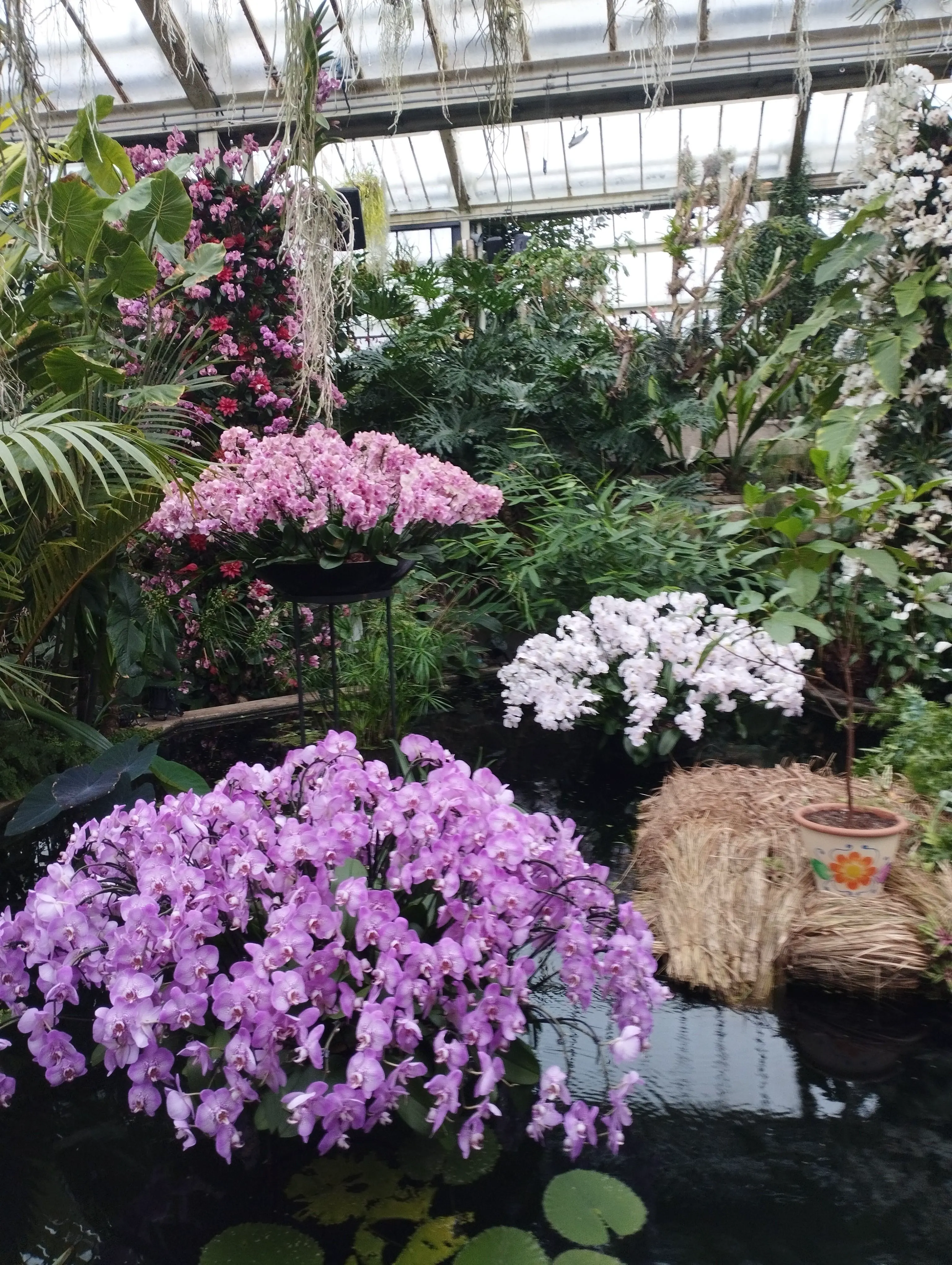 Pond with large bouquets of pink, white and purple orchids.