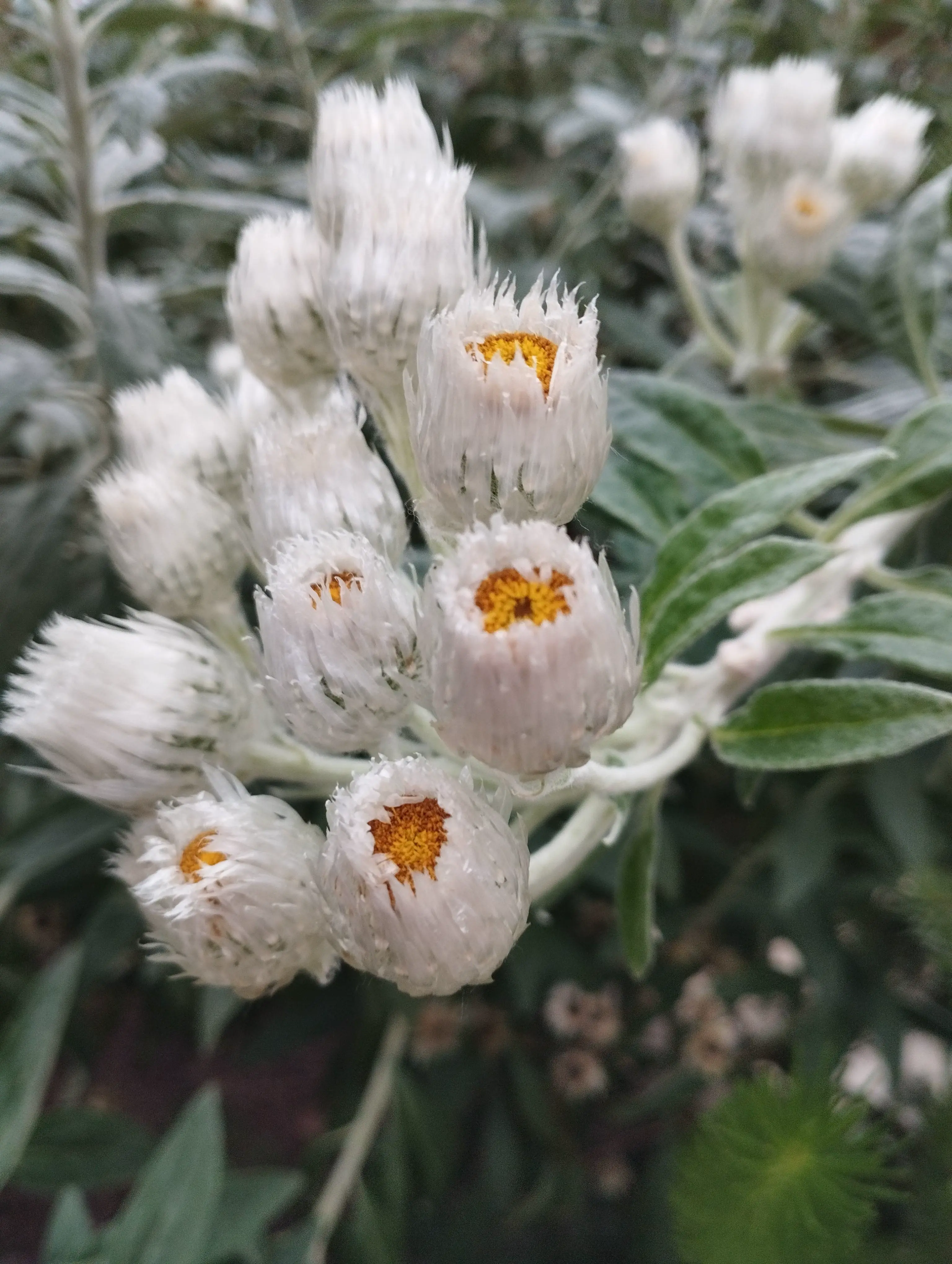 White, fluffy flower.